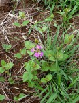 Commicarpus pentandrus