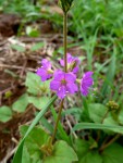 Commicarpus pentandrus