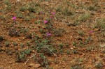 Commicarpus pentandrus