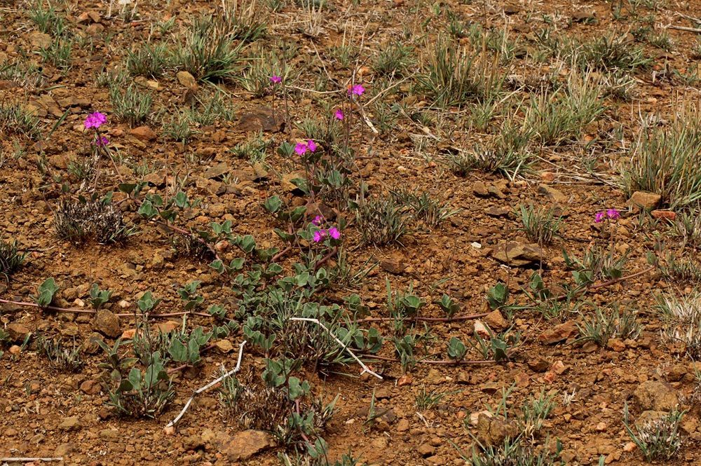 Commicarpus pentandrus