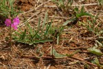 Commicarpus pentandrus