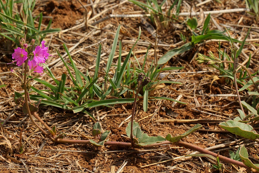 Commicarpus pentandrus