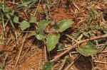Commicarpus pentandrus