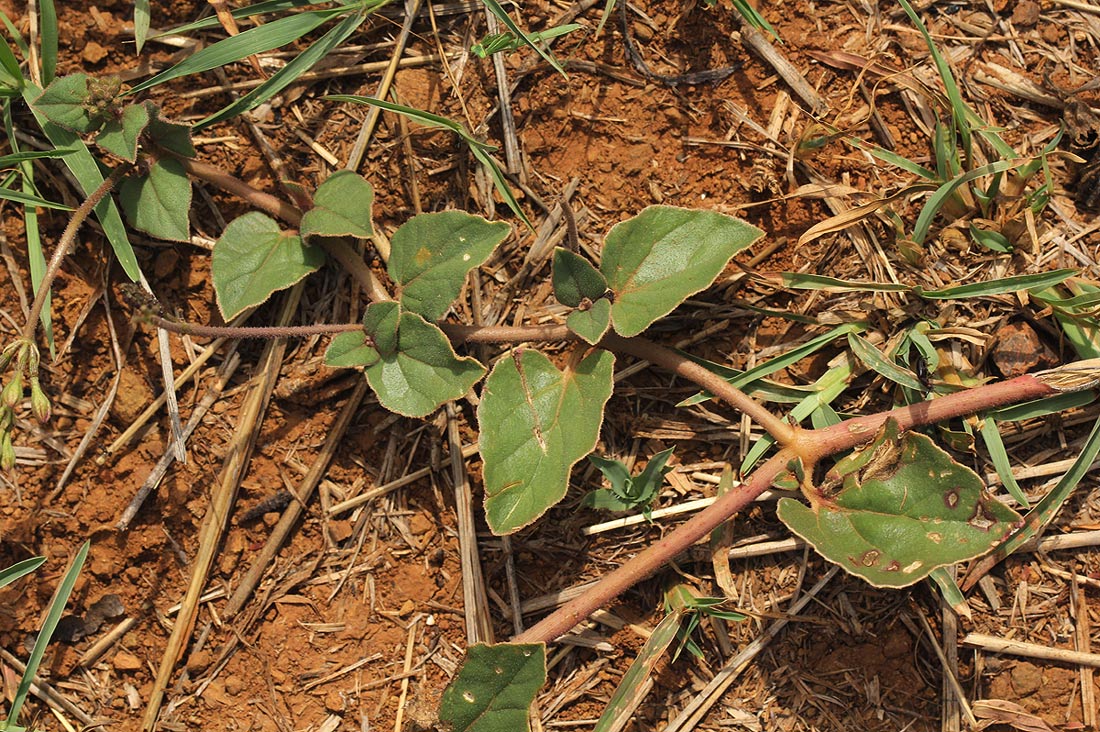 Commicarpus pentandrus