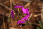 Commicarpus pentandrus