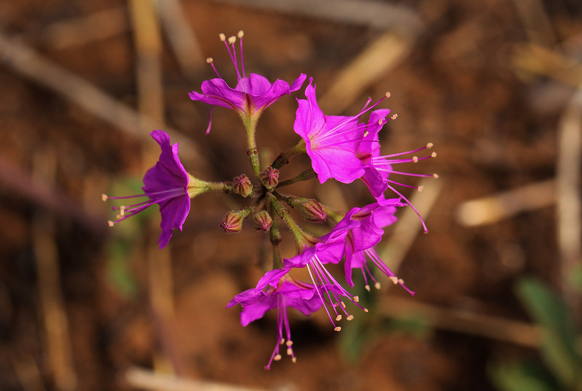 Commicarpus pentandrus