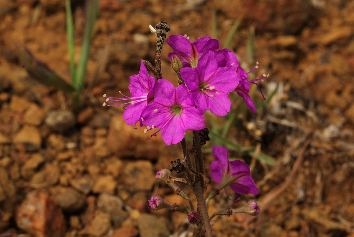 Commicarpus pentandrus
