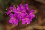 Commicarpus pentandrus