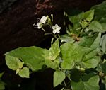 Commicarpus plumbagineus