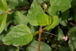 Boerhavia coccinea