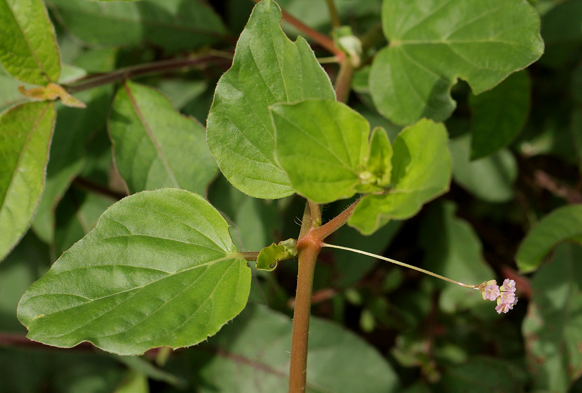 Boerhavia coccinea