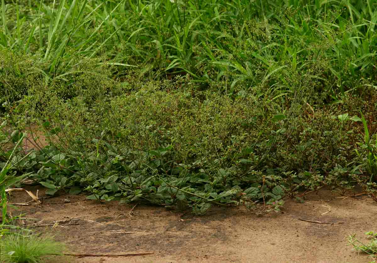 Boerhavia diffusa
