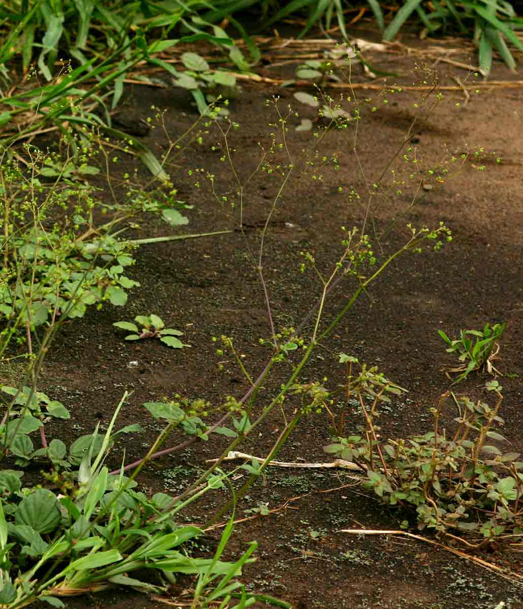 Boerhavia diffusa