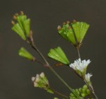 Boerhavia erecta