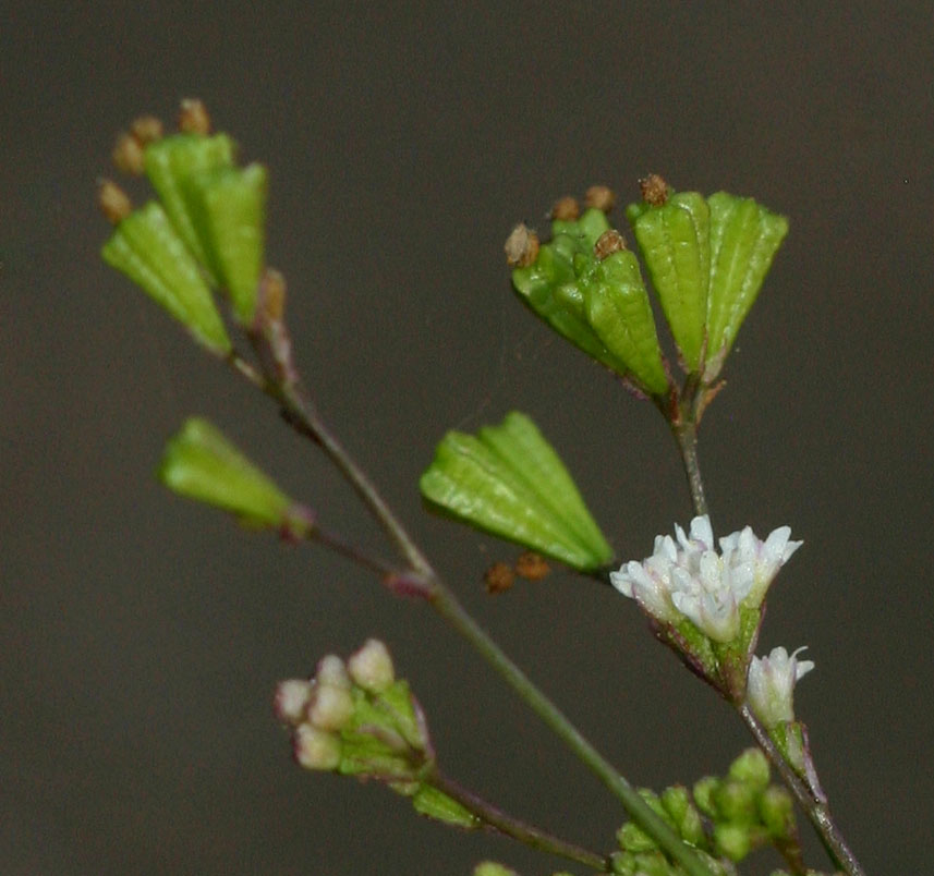 Boerhavia erecta