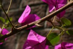Bougainvillea sp. cultivar