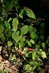 Rivina humilis