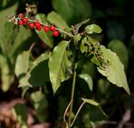 Rivina humilis