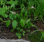 Rivina humilis
