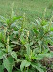 Phytolacca octandra