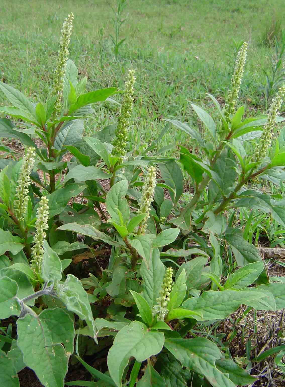 Phytolacca octandra