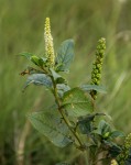 Phytolacca octandra