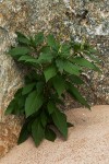 Phytolacca octandra