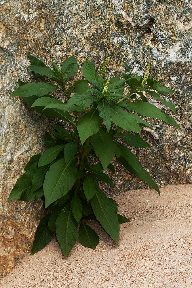 Phytolacca octandra