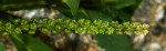 Phytolacca octandra