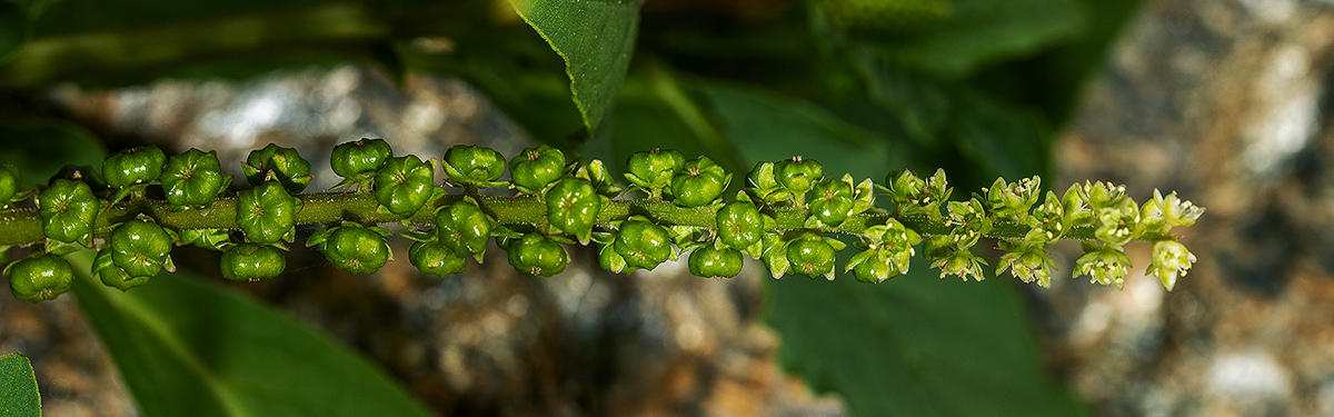 Phytolacca octandra