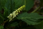 Phytolacca octandra
