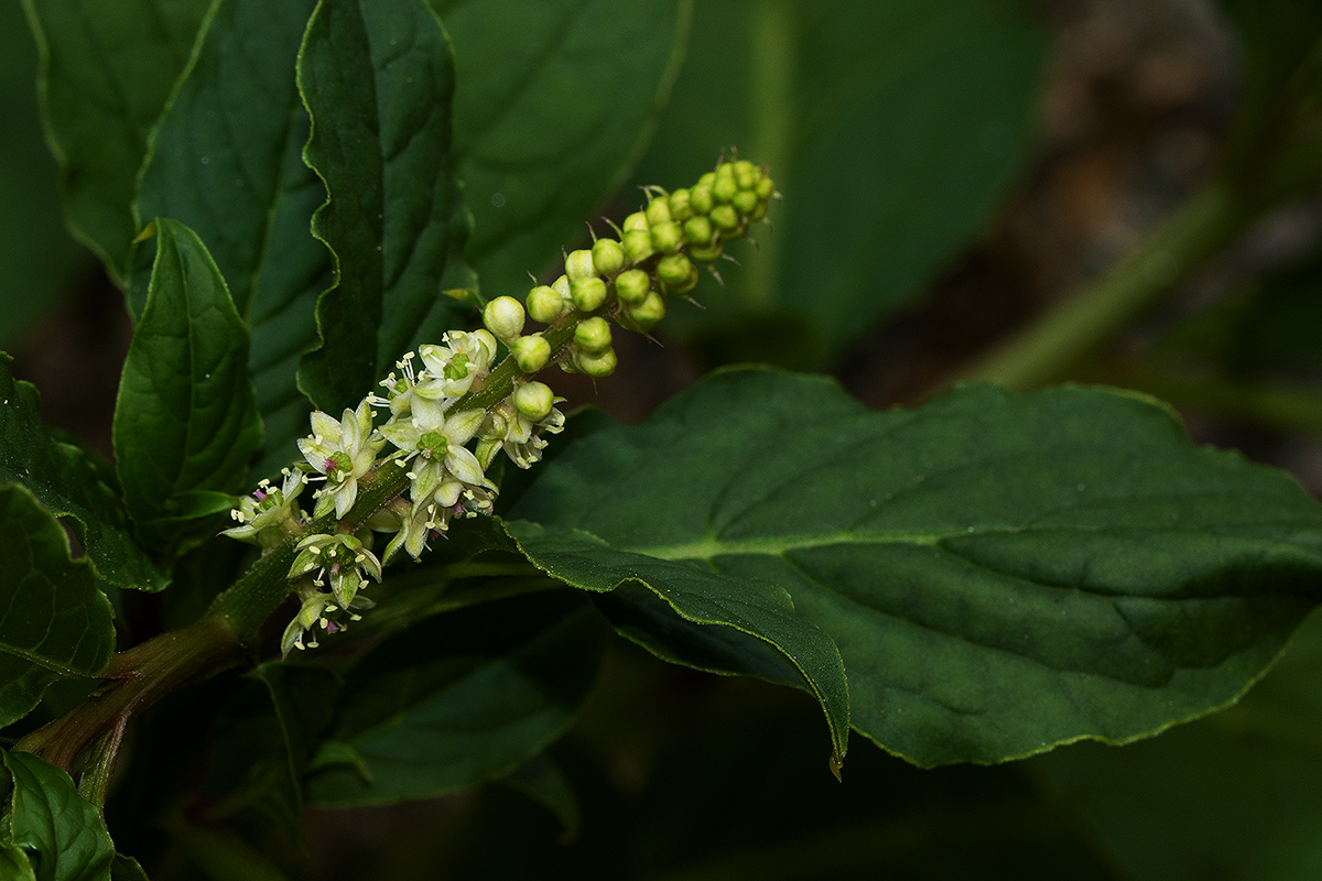 Phytolacca octandra