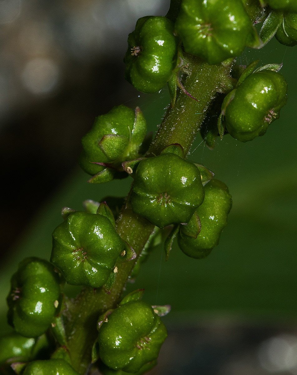Phytolacca octandra