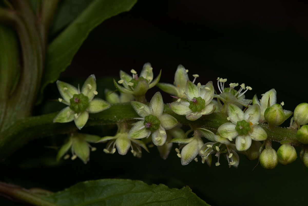Phytolacca octandra