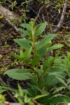 Phytolacca octandra