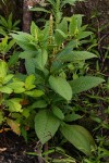 Phytolacca octandra