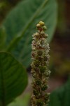 Phytolacca octandra