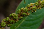 Phytolacca octandra