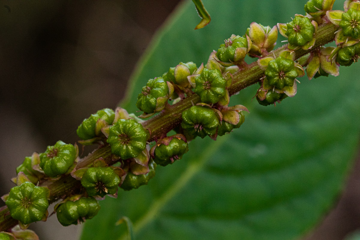 Phytolacca octandra