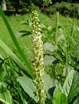 Phytolacca octandra
