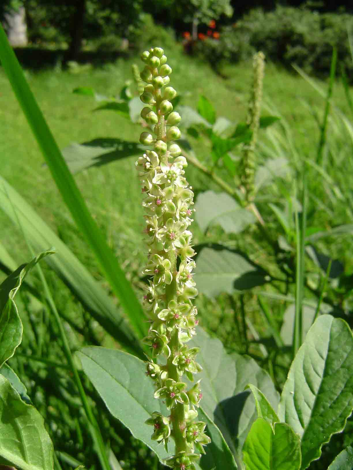 Phytolacca octandra