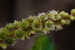 Phytolacca octandra