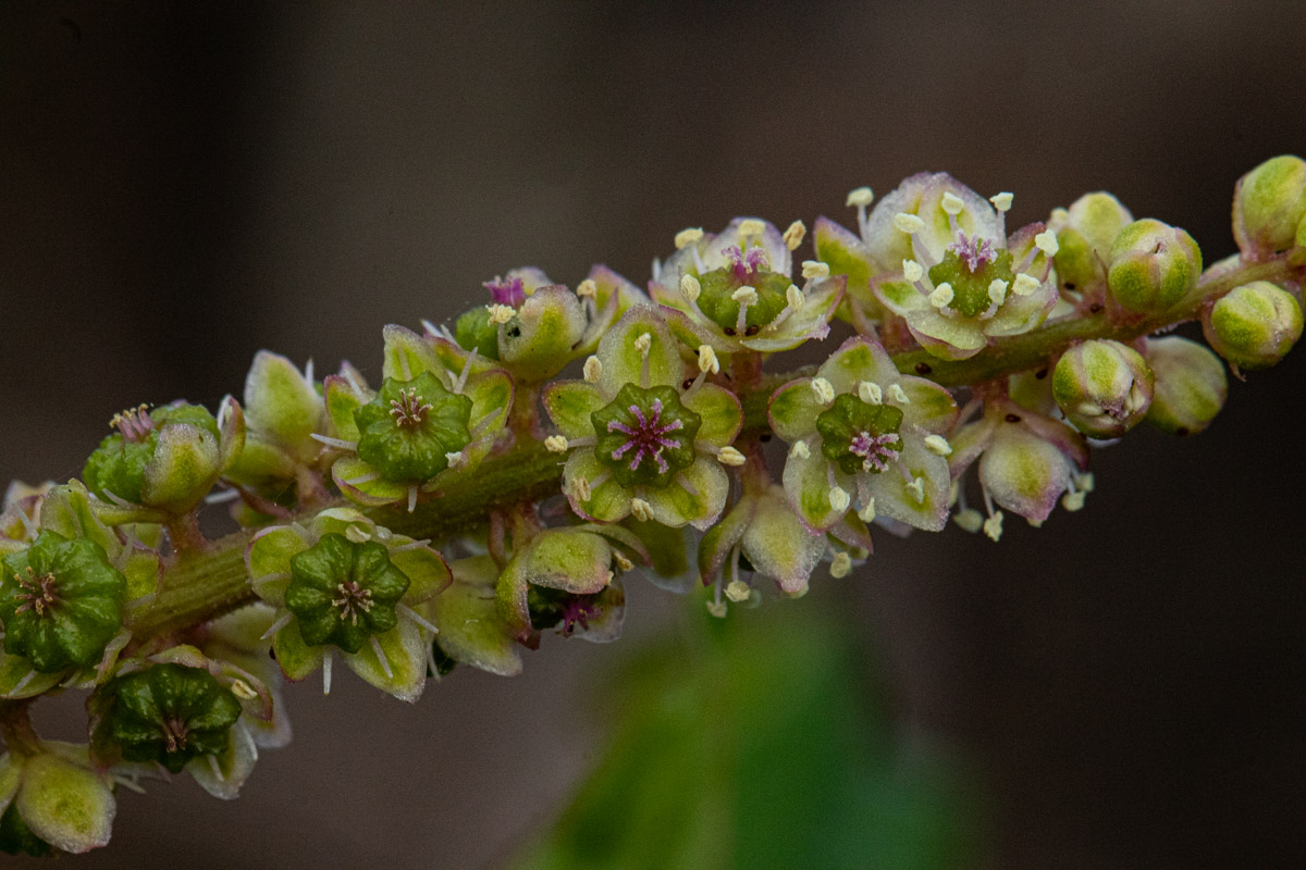 Phytolacca octandra
