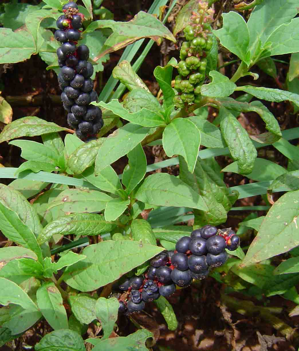 Phytolacca octandra