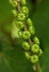 Phytolacca octandra