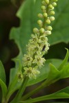 Phytolacca octandra