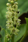 Phytolacca octandra