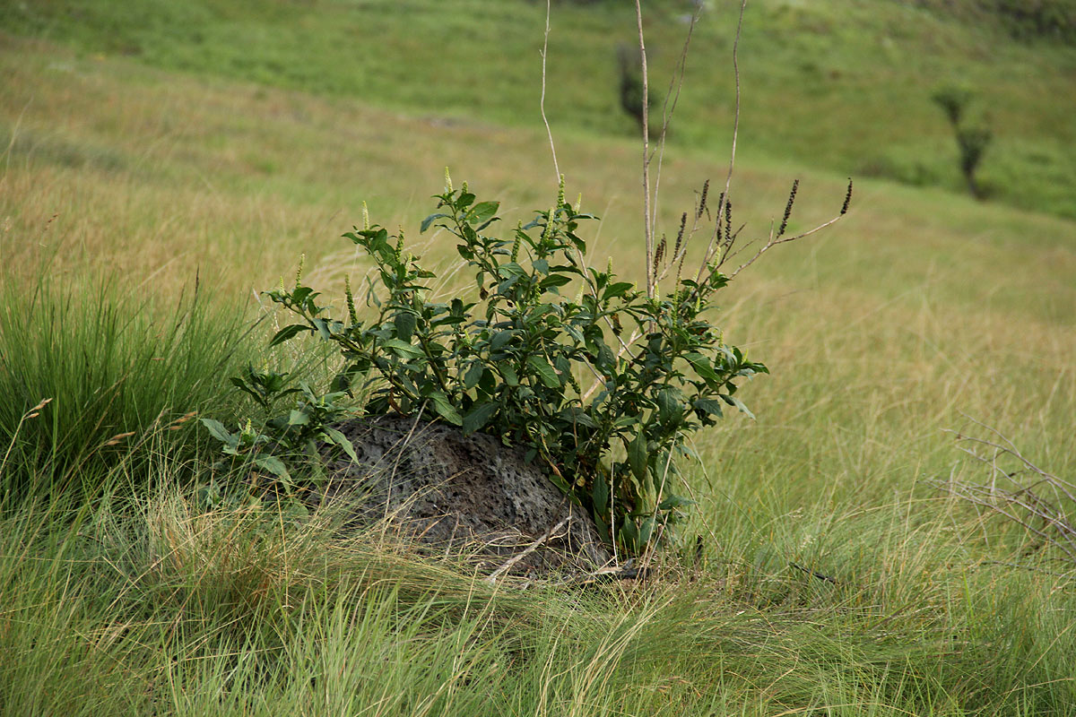 Phytolacca octandra
