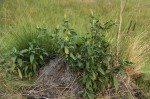 Phytolacca octandra