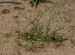 Limeum fenestratum var. fenestratum